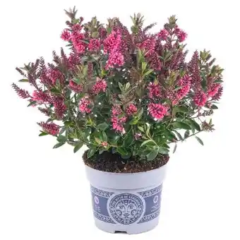 toom Baumarkt Veronika Hebe All Blooms Angebot
