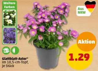 PENNY Glattblatt-Aster Angebot