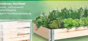 Netto Marken-Discount Palettenrahmen Hochbeet Angebot