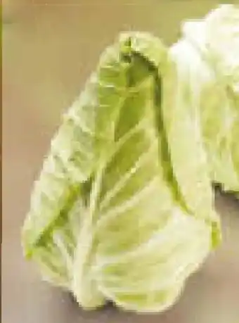 Netto Marken-Discount Spitzkohl Angebot