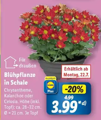 Lidl Blühpflanze in Schale Angebot