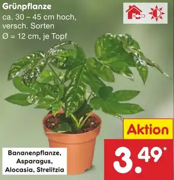Netto Marken-Discount Grünpflanze Angebot
