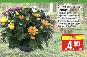 Herkules Baumarkt Chrysanthemen- Schale Angebot