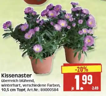 Herkules Baumarkt Kissenaster Angebot