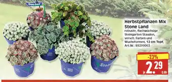 Herkules Baumarkt Herbstpflanzen Mix Stone Land Angebot