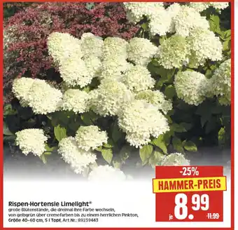 Herkules Baumarkt Rispen-Hortensie Limelight Angebot