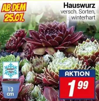 CENTERSHOP Hauswurz Angebot