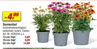 toom Baumarkt Sonnenhut Angebot
