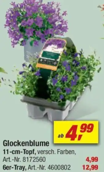 toom Baumarkt Glockenblume Angebot