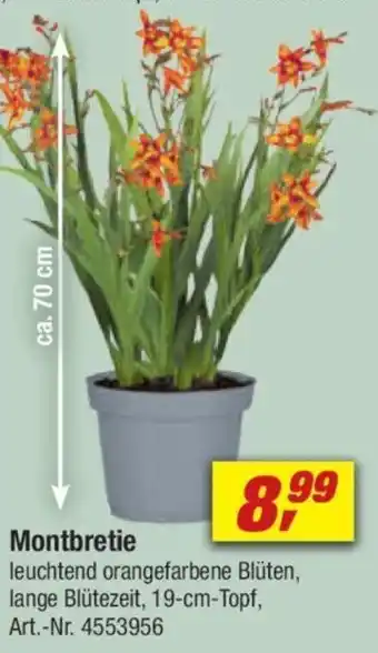 toom Baumarkt Montbretie Angebot