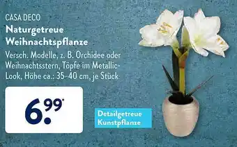 Aldi Süd Casa Deco Naturgetreue Weihnachtspflanze Angebot