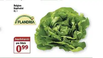 Globus Belgien Kopfsalat Angebot