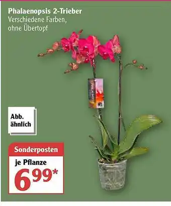 Globus Phalaenopsis 2-trieber Angebot