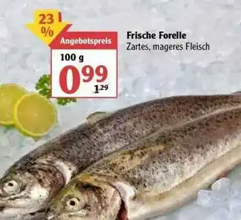 Globus Frische Forelle Angebot