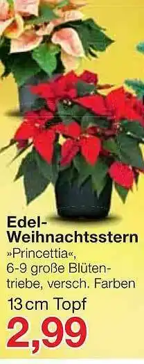 Jawoll Edel Weihnachtsstern Angebot