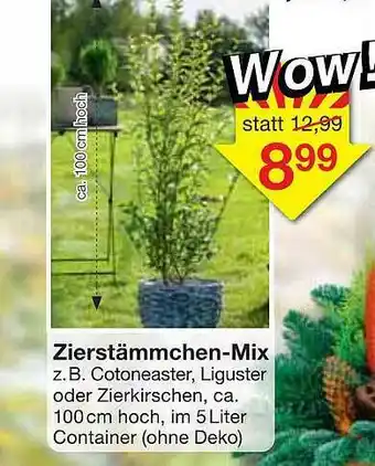 Jawoll Zierstämmchen-mix Angebot