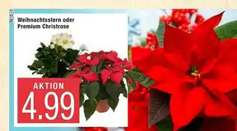 Marktkauf Weihnachtsstern Oder Premium Christrose Angebot