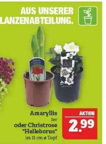 Marktkauf Amaryllis 1er Oder Christrose Angebot