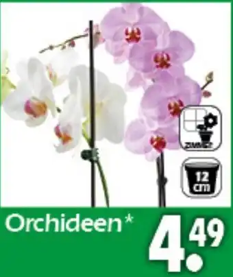 Wreesmann Orchideen Angebot