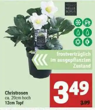 Marktkauf Christrosen Angebot