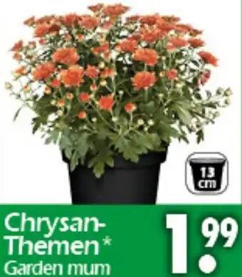 Wreesmann Chrysanthemen Angebot