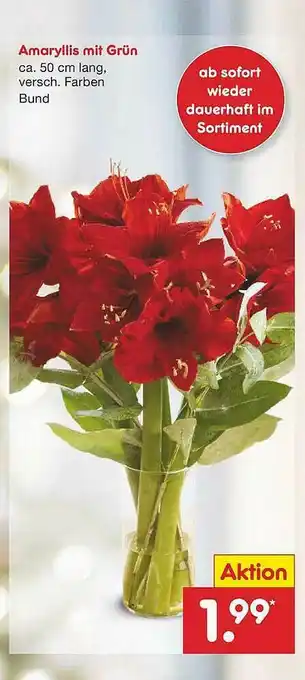 Netto Marken-Discount Amaryllis Mit Grün Angebot