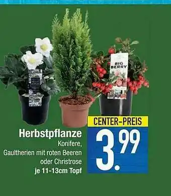 E-Center Herbstpflanze Angebot