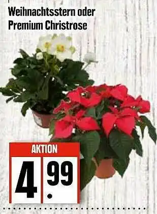 Edeka Weihnachtsstern Oder Premium Christrose Angebot