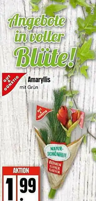 Edeka Gut & Günstig Amaryllis Angebot