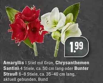 E-Center Amaryllis, Chrysanthemen Santini Oder Bunter Strauß Angebot