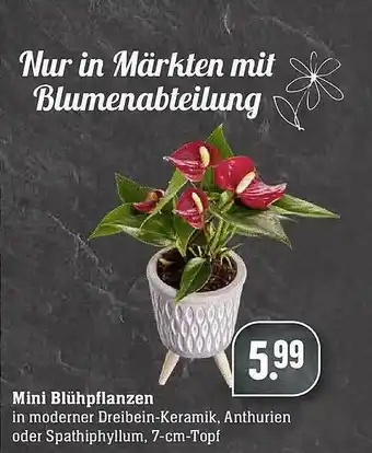 E-Center Mini Blühpflanzen Angebot