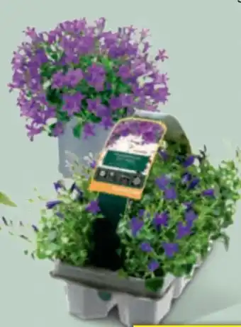 toom Baumarkt Glockenblumen Angebot