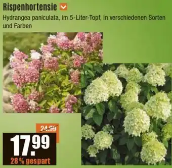 V Baumarkt Rispenhortensie Angebot