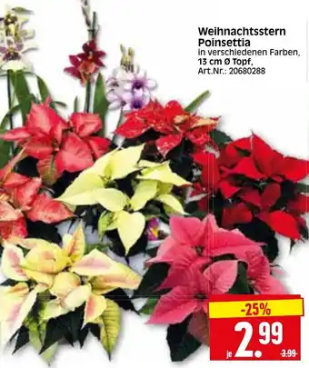 Herkules Baumarkt Weihnachtsstern Poinsettia Angebot