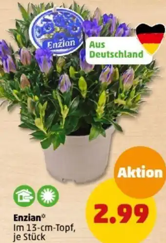PENNY Enzian Angebot