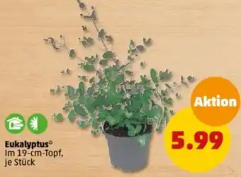 PENNY Eukalyptus Angebot
