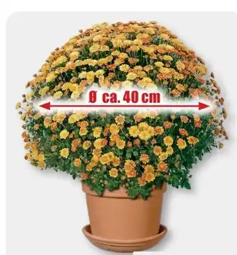 B1 Discount Baumarkt Chrysanthemen Busch Angebot