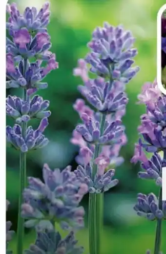 B1 Discount Baumarkt Lavendel Angebot