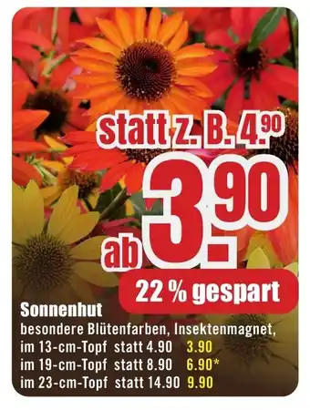 B1 Discount Baumarkt Sonnenhut Angebot