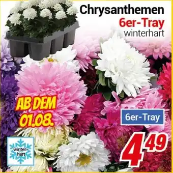 CENTERSHOP Chrysanthemen 6er-Tray Angebot