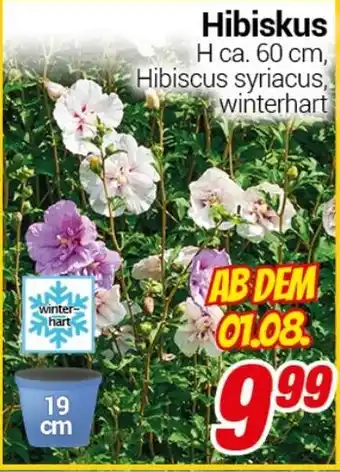 CENTERSHOP Hibiskus Angebot