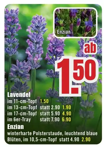 B1 Discount Baumarkt Lavendel Angebot