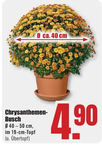 B1 Discount Baumarkt Chrysanthemen- Busch Angebot