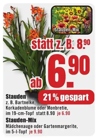 B1 Discount Baumarkt Stauden Angebot