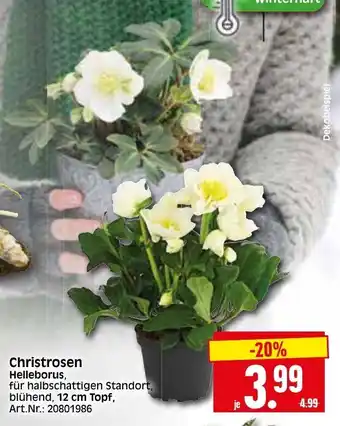 Herkules Baumarkt Christrosen Angebot