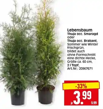 Herkules Baumarkt Lebensbaum Smaragd oder Brabant Angebot