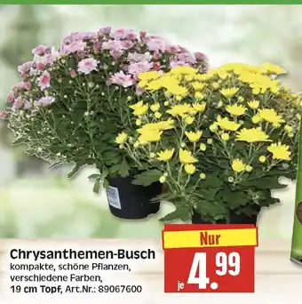Herkules Baumarkt Chrysanthemen-Busch Angebot