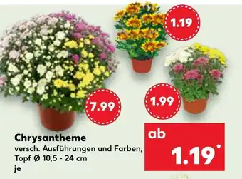 Kaufland Chrysantheme Angebot