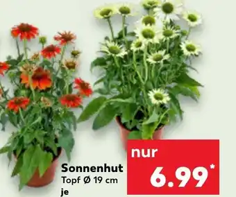 Kaufland Sonnenhut Angebot