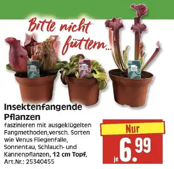 Herkules Baumarkt Insektenfangende Pflanzen Angebot